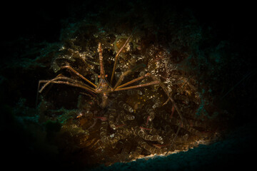Yellowline arrow crab (Stenorhynchus seticornis) on the reef off the island of Sint Maarten, Dutch...