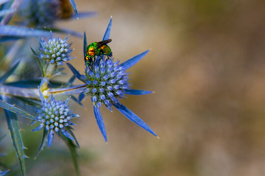 Colored beetle .on the blue herbaceous plant  , Eryngium amethystinum