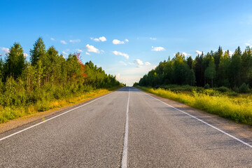 Asphalt Road In Green Forest.