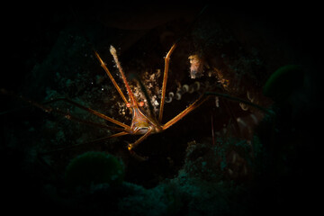 Yellowline arrow crab (Stenorhynchus seticornis) on the reef off the island of Sint Maarten, Dutch Caribbean.