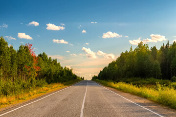 Asphalt Road In Green Forest.