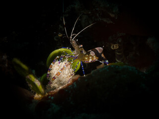Spotted cleaner shrimp (Periclimenes yucatanicus) on the reef off the Dutch Caribbean island of Sint Maarten