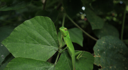 A green color garden lizard sitting on a leaf, turning its neck and looking at something else