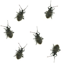 Seamless weevil beetle insects background