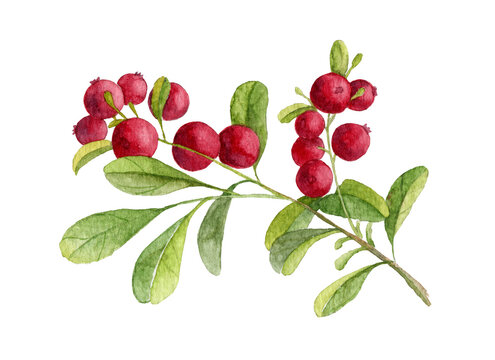 Watercolor hand painted illustration of Cranberry. Botanical illustration of Forest Plant on white background. Red Lingonberry with green leaves