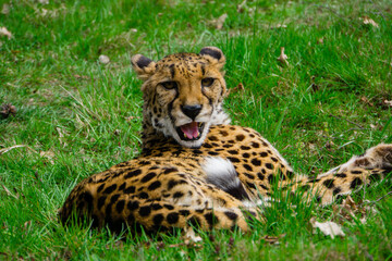 cheetach in zoo