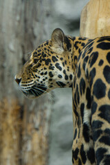 leopard in zoo