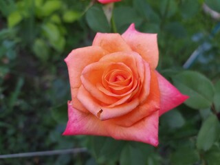 Flower Rose flowering on roses garden. Nature.