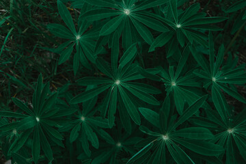 abstract green background