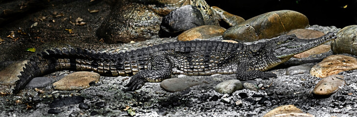 Australian crocodile. Latin name - Crocodylus johansoni	