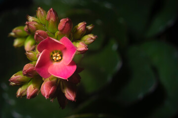 Kalanchoe