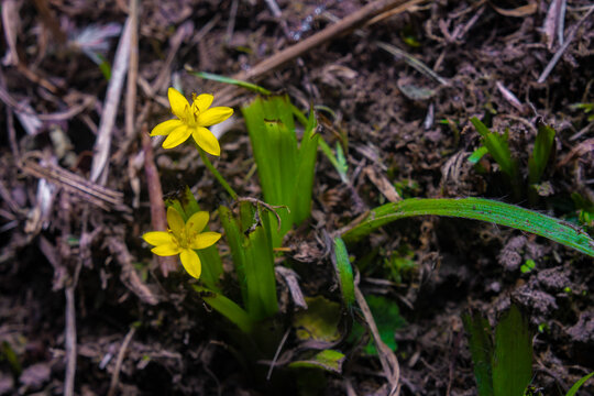 Flor diminuta