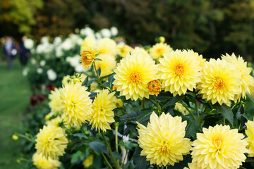 Yellow color  vivid  dahlia flowers growing outdoors in sunny day in autumn time, beautiful floral background