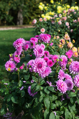 Colorful vivid  dahlia flowers growing outdoors in sunny day in autumn time, beautiful floral background