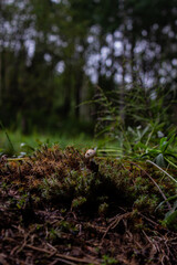mushroom in the forest