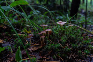 mushroom in the forest