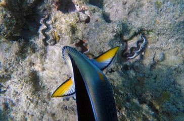 Underwater scene with Sohal, the King of the Surgeonfishes - Acanthurus Sohal