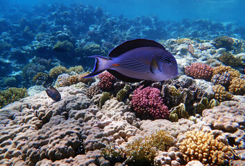 Fototapeta na wymiar Underwater scene with Sohal, the King of the Surgeonfishes - Acanthurus Sohal