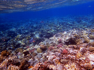 Underwater scenes with corals in Red Sea