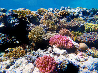 Naklejka na ściany i meble Underwater scenes with corals in Red Sea