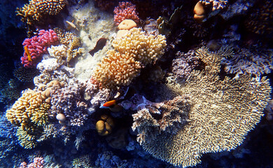 Fototapeta na wymiar Underwater scenes with corals in Red Sea