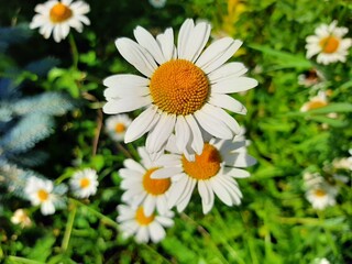 Fototapeta premium chamomile