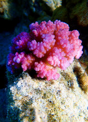 Naklejka na ściany i meble Pocillopora damicornis - Pink Colorful SPS coral in Red Sea, underwater scene