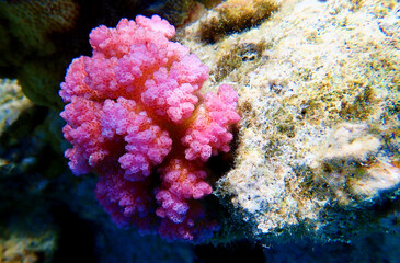 Naklejka na ściany i meble Pocillopora damicornis - Pink Colorful SPS coral in Red Sea, underwater scene