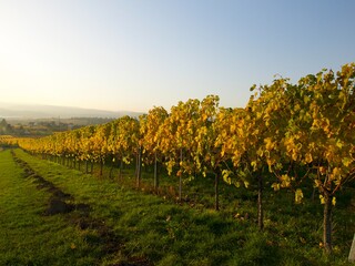 picturesque view of the colorful vineyards on a sunny day in the late autumn