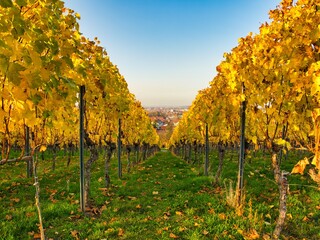 Fototapeta premium yellow vineyard on a sunny autumn day