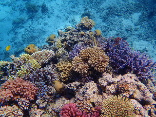 Naklejka na ściany i meble Underwater scenes with corals in Red Sea