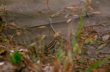 Frog In the Pond