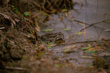 Frog In the Pond