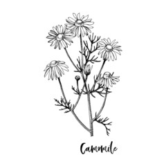Branch of Camomile. Medicinal herb