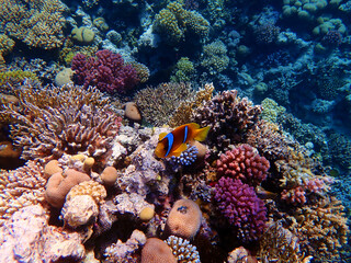 Fototapeta na wymiar Amphiprion bicinctus - Red Sea clownfish underwater scene