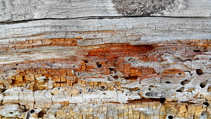 Texture of decaying wood trunk eaten by pests