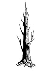 Detailed Dead Tree Pen and Ink Illustration