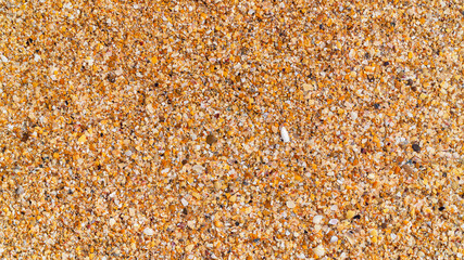 Beach horizontal background: Wet golden broken shell rock on the beach close up