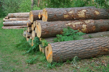 The stack of coniferous wood materials. Forestry theme scene. Logging landscape in summer - a close-up view of felled pine trunks timber stacked on the ground at the woodside near the forest road.