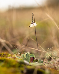 Little flower in the meadow