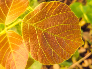 close up of leaf  yellow leaves 