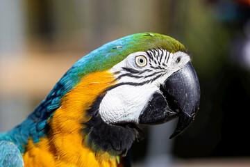 Blue and Gold Macaw Head Close Up