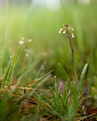 Little flower in the meadow