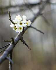 Amazing white flowers