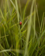 Ladybird © Krystian