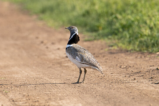 Little bastard is standing on the road. The bird's neck is elongated. A beautiful portrait of a m