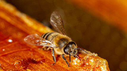 Honey bee in a hive on a frame with honeycomb and honey.