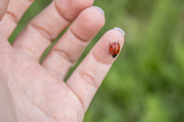A ladybug is walking on a woman's little finger. The concept: the nature in harmony with people. Blurry green background.