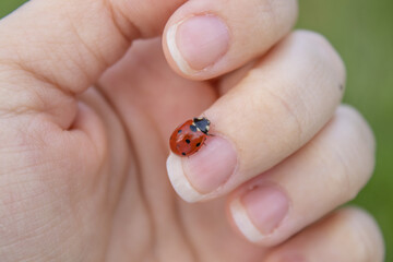 A ladybug is walking on a woman's middle finger. The concept: the nature in harmony with people. Blurry green background. © Alexandra