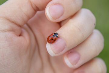 A ladybug is walking on a woman's middle finger. The concept: the nature in harmony with people. Blurry green background.